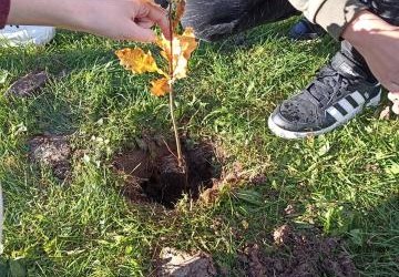 Święto Drzewa- zajęcia z Nadleśnictwem Limanowa