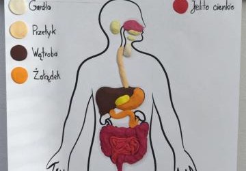 Układ pokarmowy dla naszych siódmoklasistów nie ma tajemnic.
